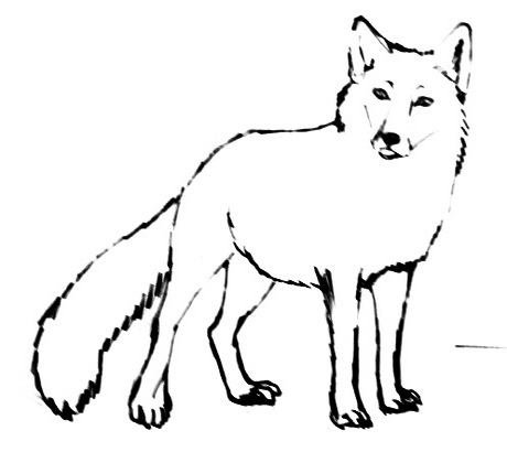 Лёгкие рисунки песца