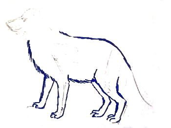 Песец рисунок карандашом