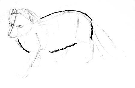 Песец раскраска для детей