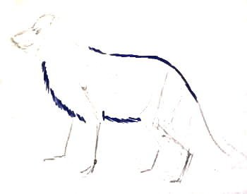 Песец раскраска для детей