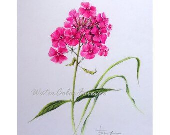 Флоксы акварелью