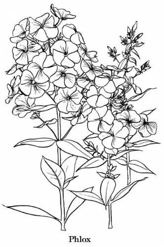 Гортензия метельчатая раскраска