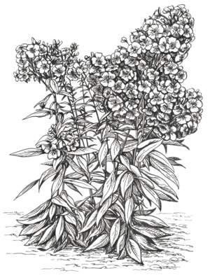 Флокс Botanical