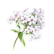 Флоксы клипарт