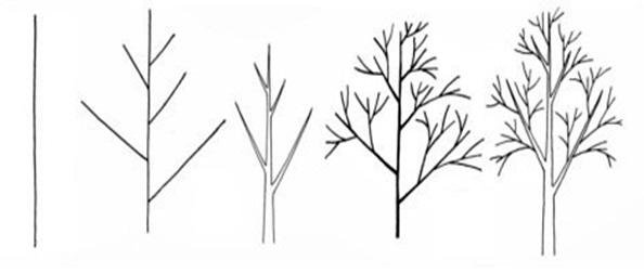 Этапы рисования дерева в средней группе