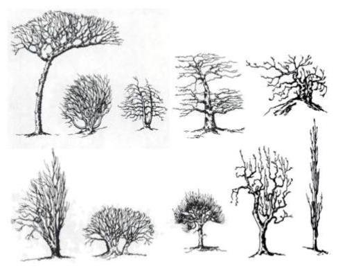 Кусты и деревья карандашом