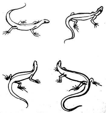 Ящерица пошагово