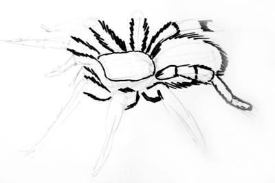 Паук Тарантул раскраска