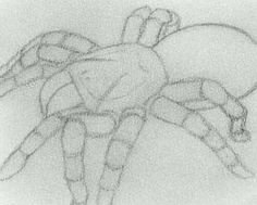 Тарантул рисунок