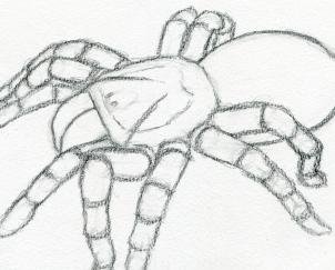 Тарантул рисунок