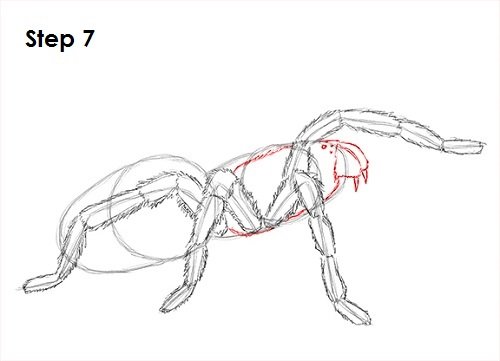 Поэтапное рисование паука карандашом