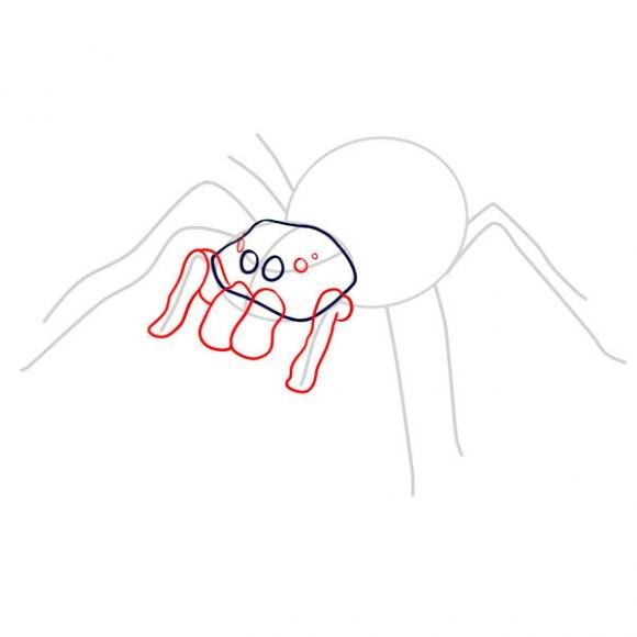 Как нарисовать тарантула (64 фото)