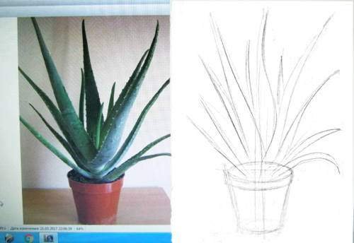 Алоэ Вера растение нарисованная