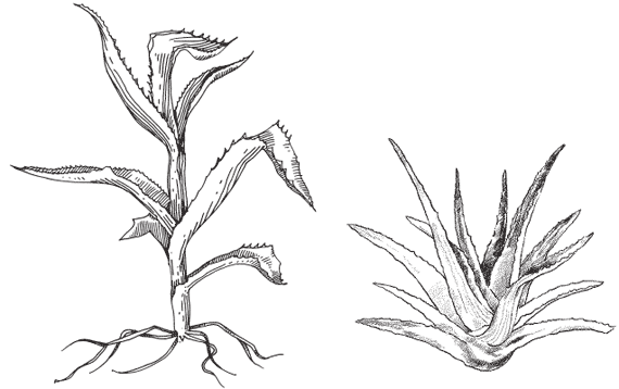 Алоэ Вера растение