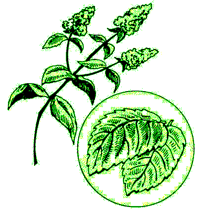 Листья мяты нарисованные