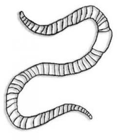 Дождевой червь раскраска