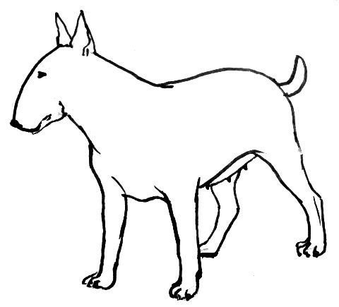 Раскраска собака бультерьер