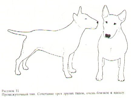 Фаз бультерьера