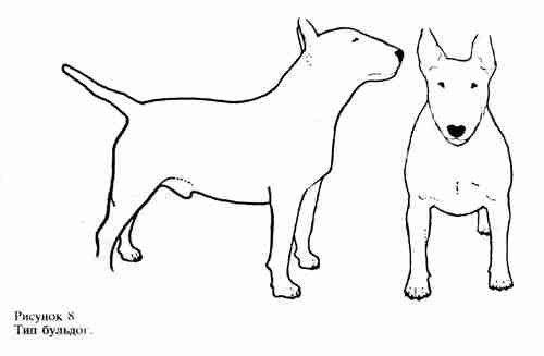 Собака с узкой мордой