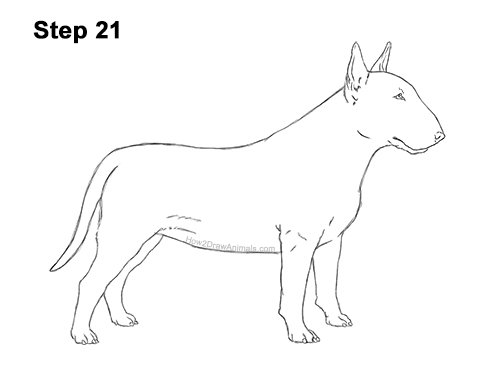 Бультерьер рисунок вид сбоку