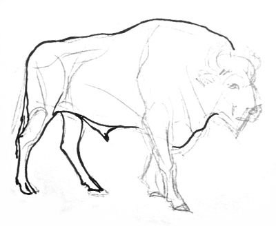 Рисование зубра поэтапно