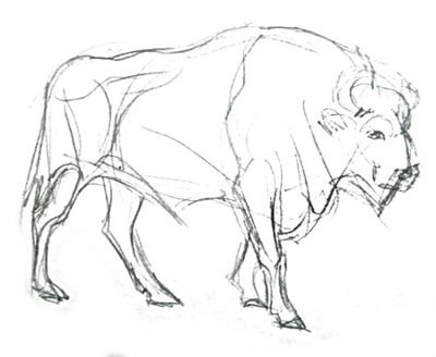 Поэтапный рисунок зубра