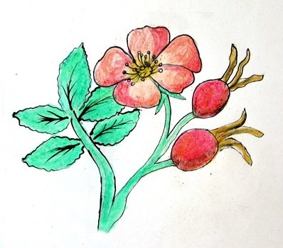 Шиповник для срисовки