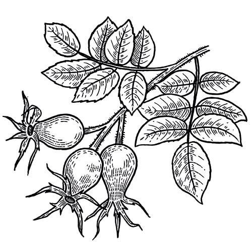 Зарисуйте плоды шиповника