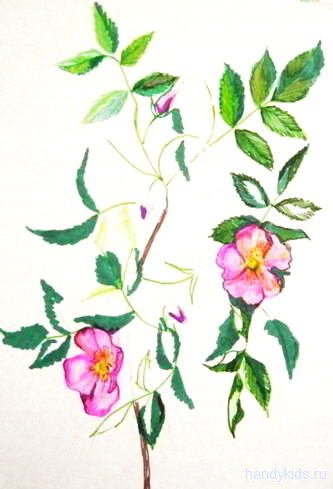 Пошаговое рисование шиповника