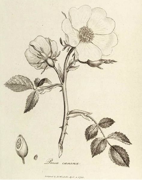 Ботанические цветы шиповник рисунки