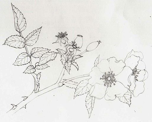 Шиповник линейный рисунок