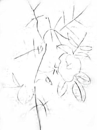 Нарисовать куст шиповника карандашом