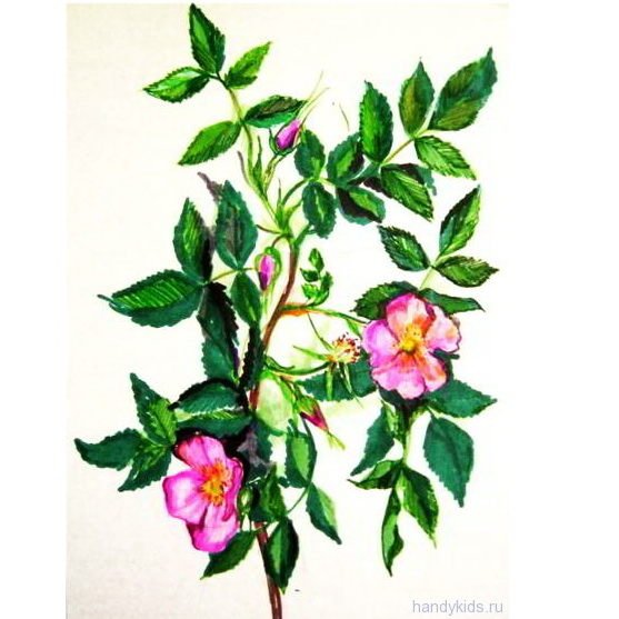 Шиповник кустарник рисунок