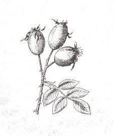 Плоды шиповника зарисовать