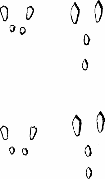 Типы следов зайца