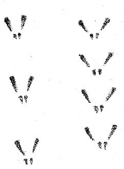 Следы белки