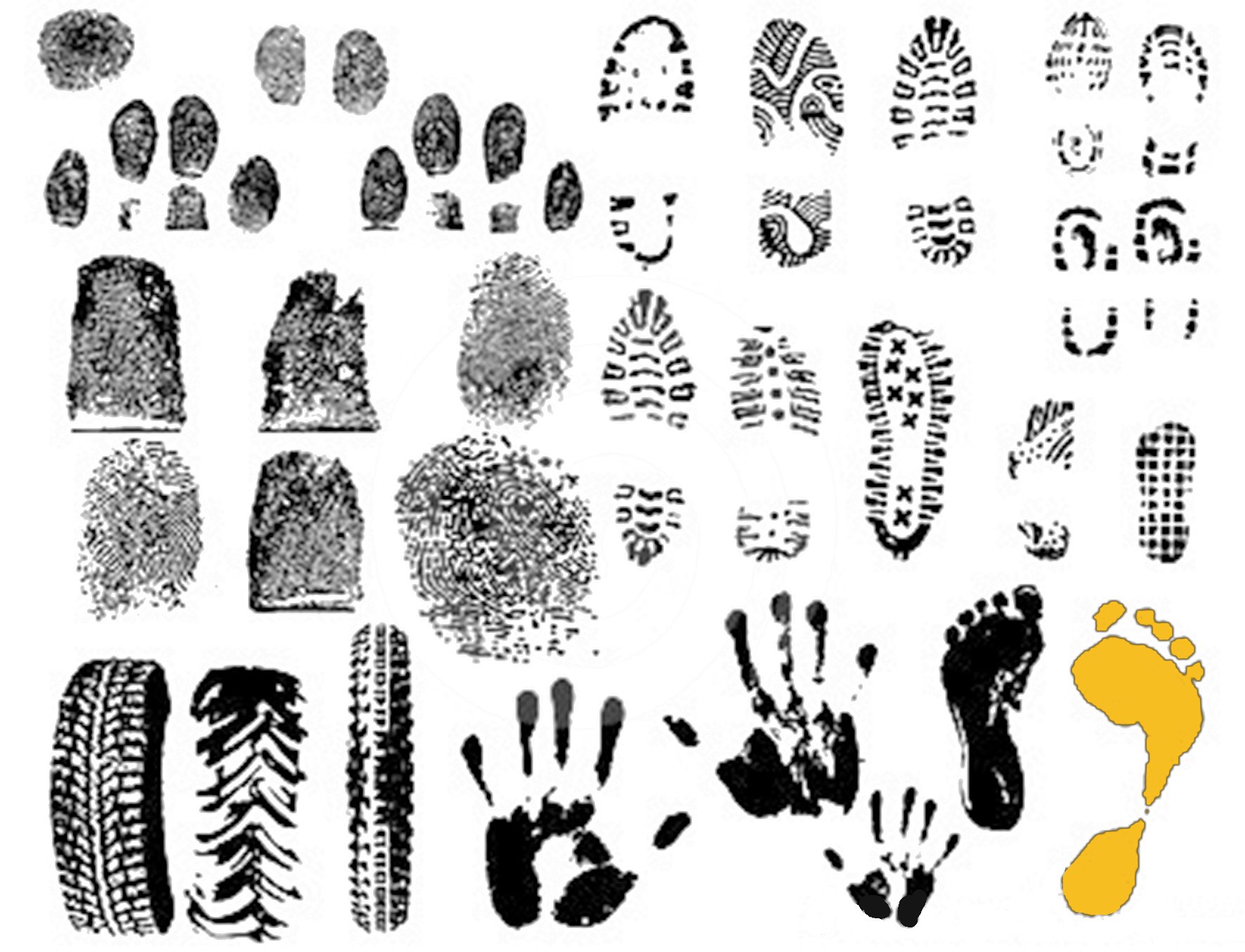 Вещественные следы. Отпечатки пальцев. Отпечатки пальцев для детей. Следы отображения. Разнообразные следы.