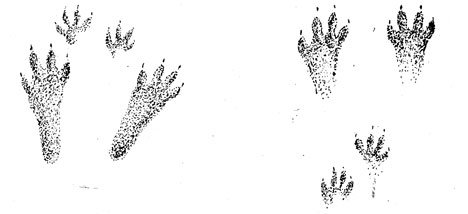 Следы зайца