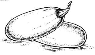 Рисунок одна семечка кабачка