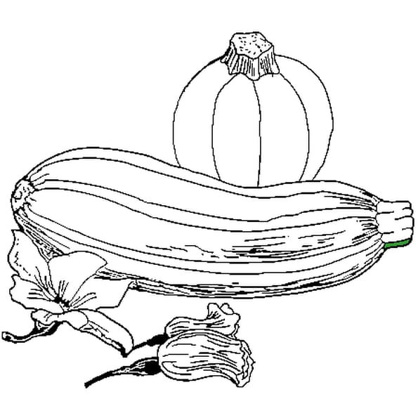 Кабачок раскраска
