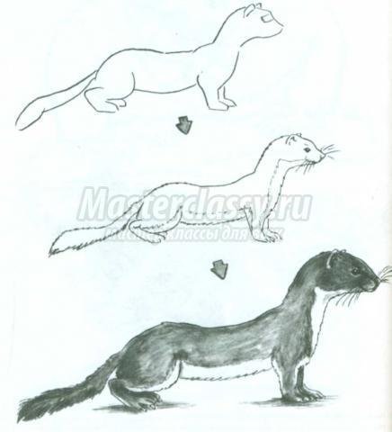 Как нарисовать куницу