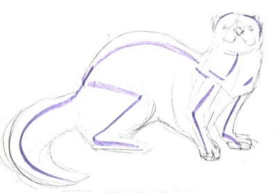 Норка рисунок карандашом