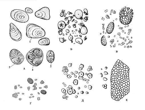 Лист толокнянки микроскопия
