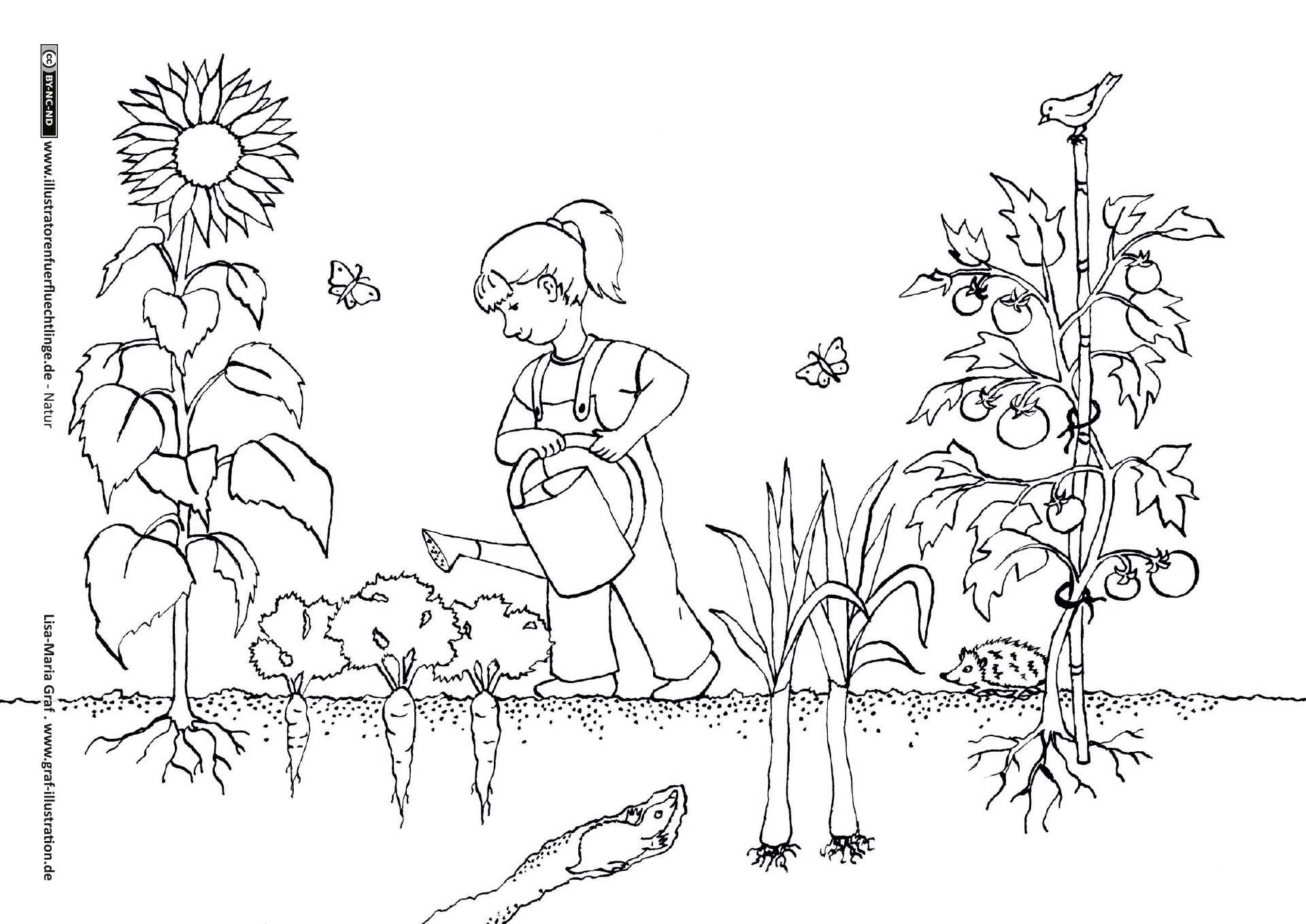 Раскраска сад и огород для детей