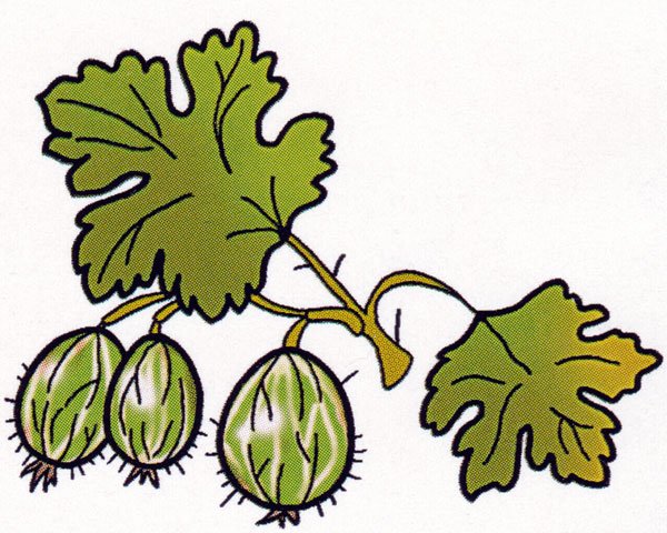 Куст крыжовник контур