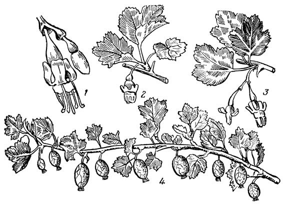 Крыжовниковые строение