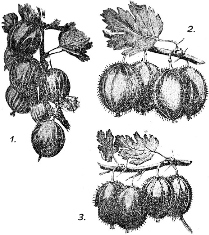 Крыжовник белый Смит