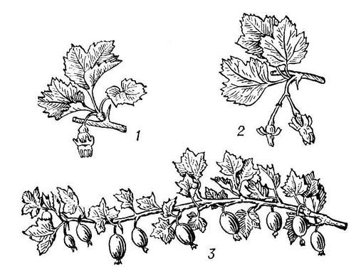 Строение крыжовника обыкновенного