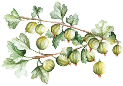 Йошта листья рисунок