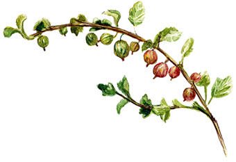 Крыжовник Графика